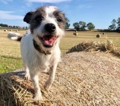 Two-year-old Jack Russel Terrier and Chihuahua cross, Benjie