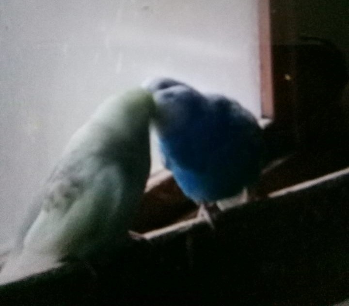 Lovestruck budgies kiss upon being reunited at their Buckie aviary