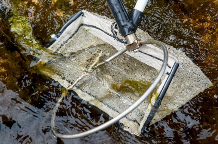 The River Dee Trust used a method called electrofishing to record young salmon numbers.