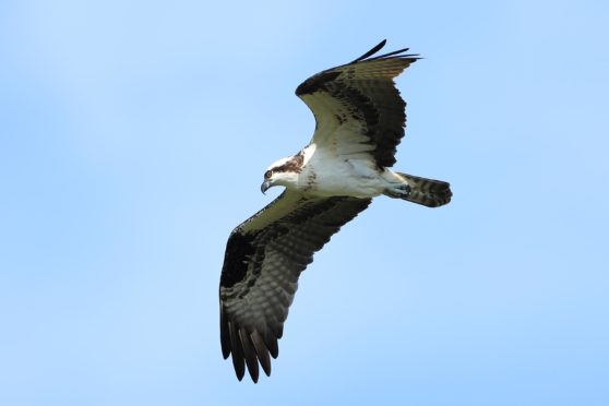Osprey pictured in the sky