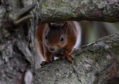 An award-winning photo of a red squirrel at Lossiemouth