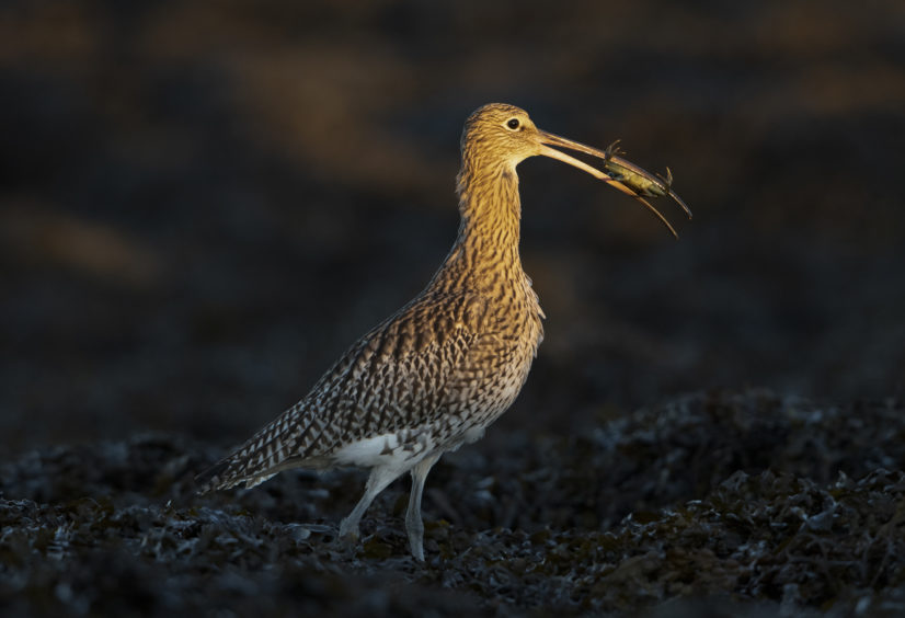 Eurasian Curlew with Shore Crab. Loch Fleet, Sutherland