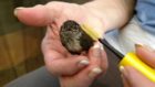 One of the tiny birds receiving love and care with the mascara brushes