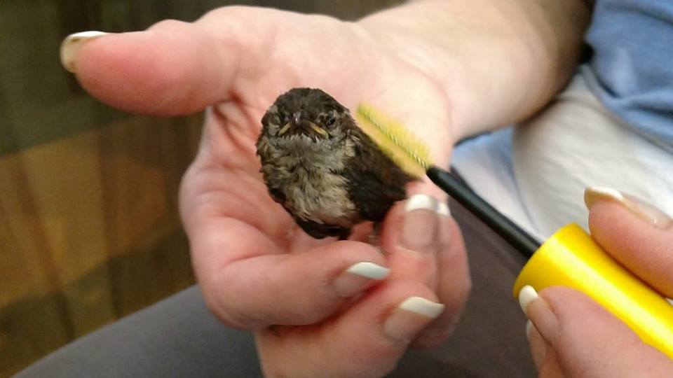 One of the tiny birds receiving love and care with the mascara brushes
