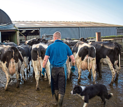 The study looked at the sustainable intensification of dairy farms.