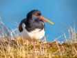 Oystercatchers are among the wading species that have seen a steep decline in population