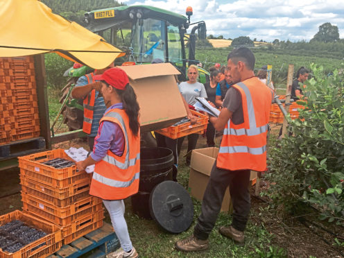 Fruit pickers