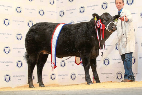 Ally Fraser, Easter Clune, Lethen, has competed for 15 years and ruled supreme with a black Limousin cross heifer