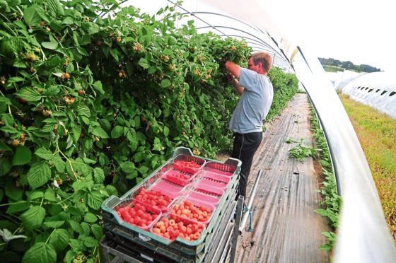 Robots could become commonplace, alongside human pickers, on raspberry farms in the next five to 10 years.