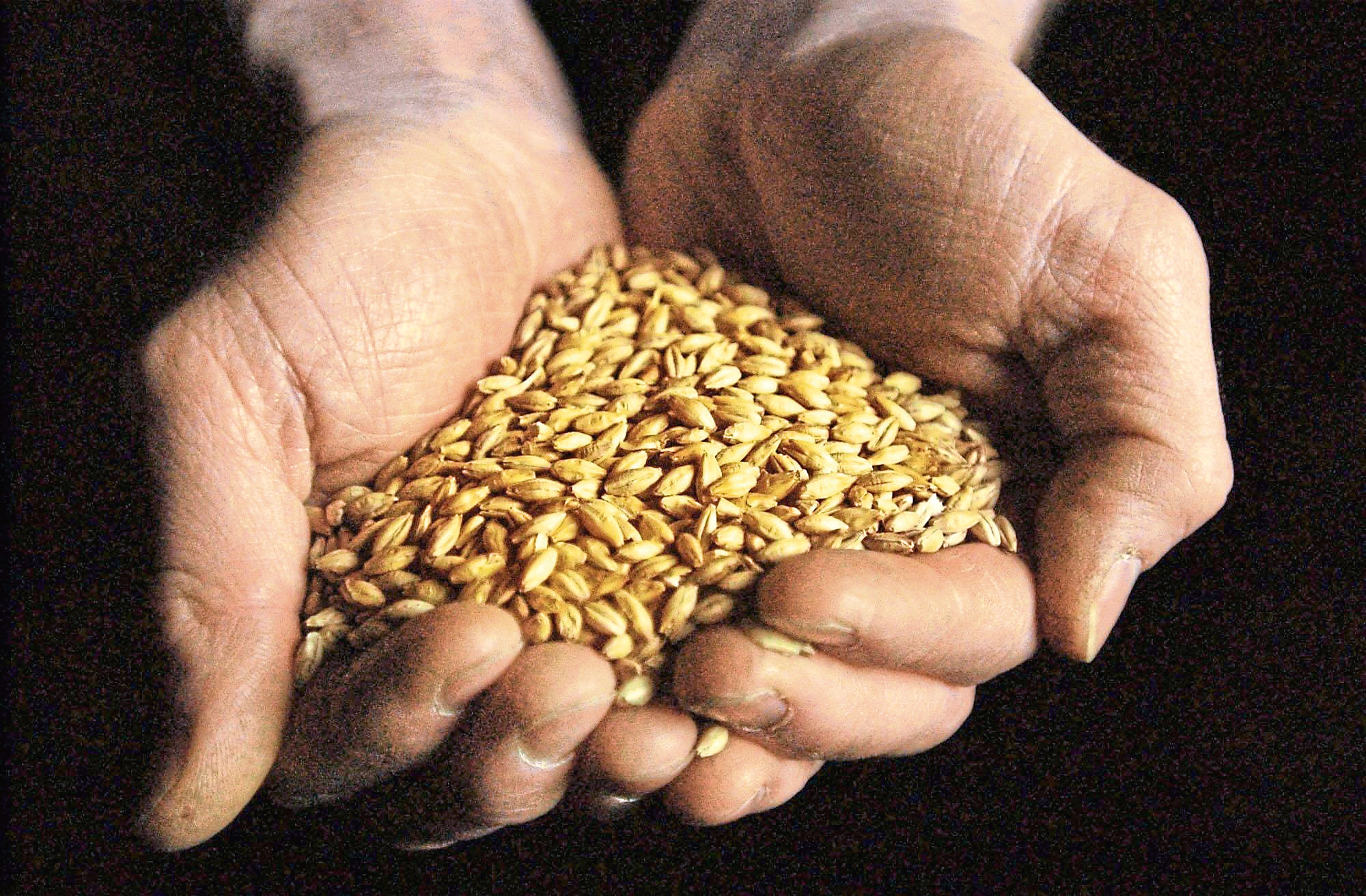 Standalone photo. A handfull of barley used to produce the 1.3 million litres of malt whisky distilled annually at the Glenkinchie distillery in  East Lothian. PA Photo: David Cheskin