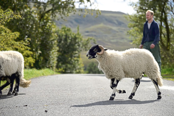 Two travel bursaries are available for youngsters working in the sheep sector.