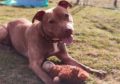 Naomi, a five-year-old Staffordshire bull terrier, is currently in the care of their Aberdeen rescue and rehoming centre