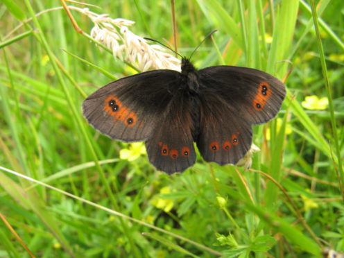 Scotch Argus butterfly