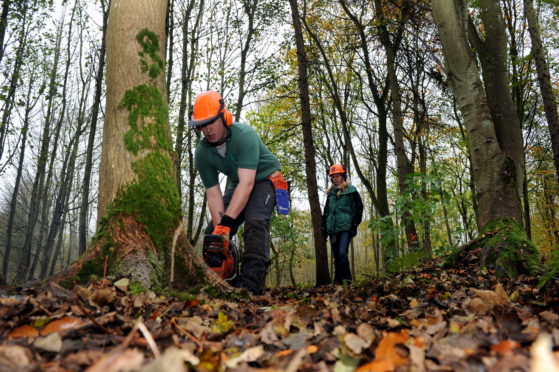 Tree are being cut down after attracting Dutch Elm disease