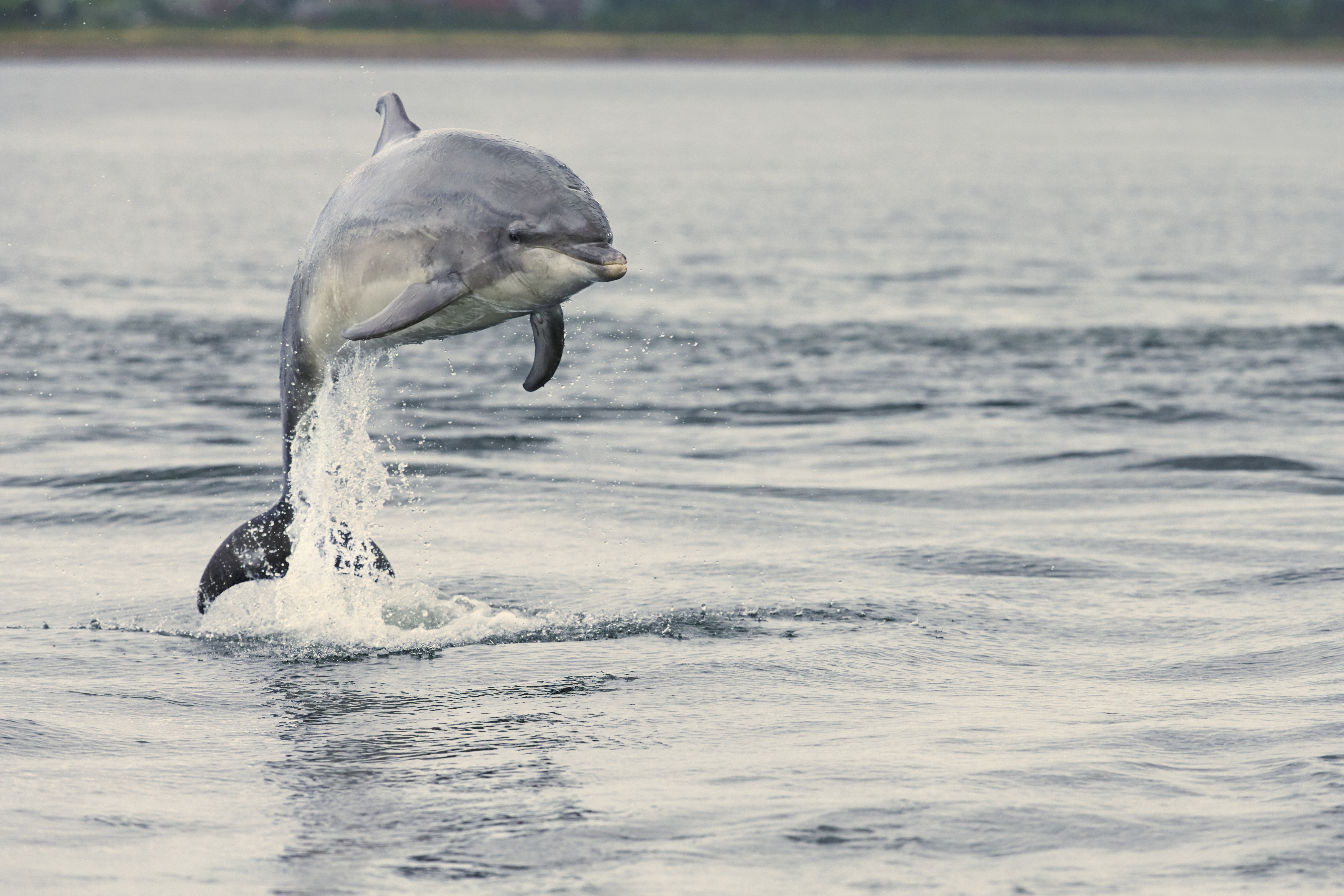 Bottle-nosed dolphins are a familiar sight around the north-east coast. (Picture: Chis O'Reilly/RSPB)