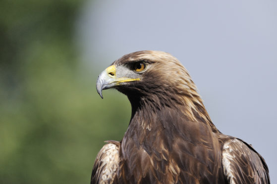 A golden eagle