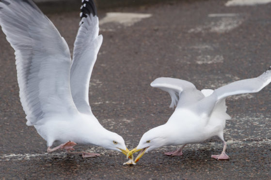 Gulls compete for food in the north east.