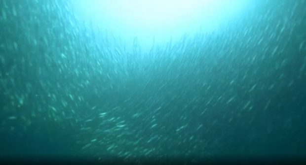 Herring off Gairloch