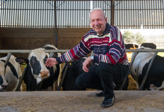 Stockman Stan Copland with his cows