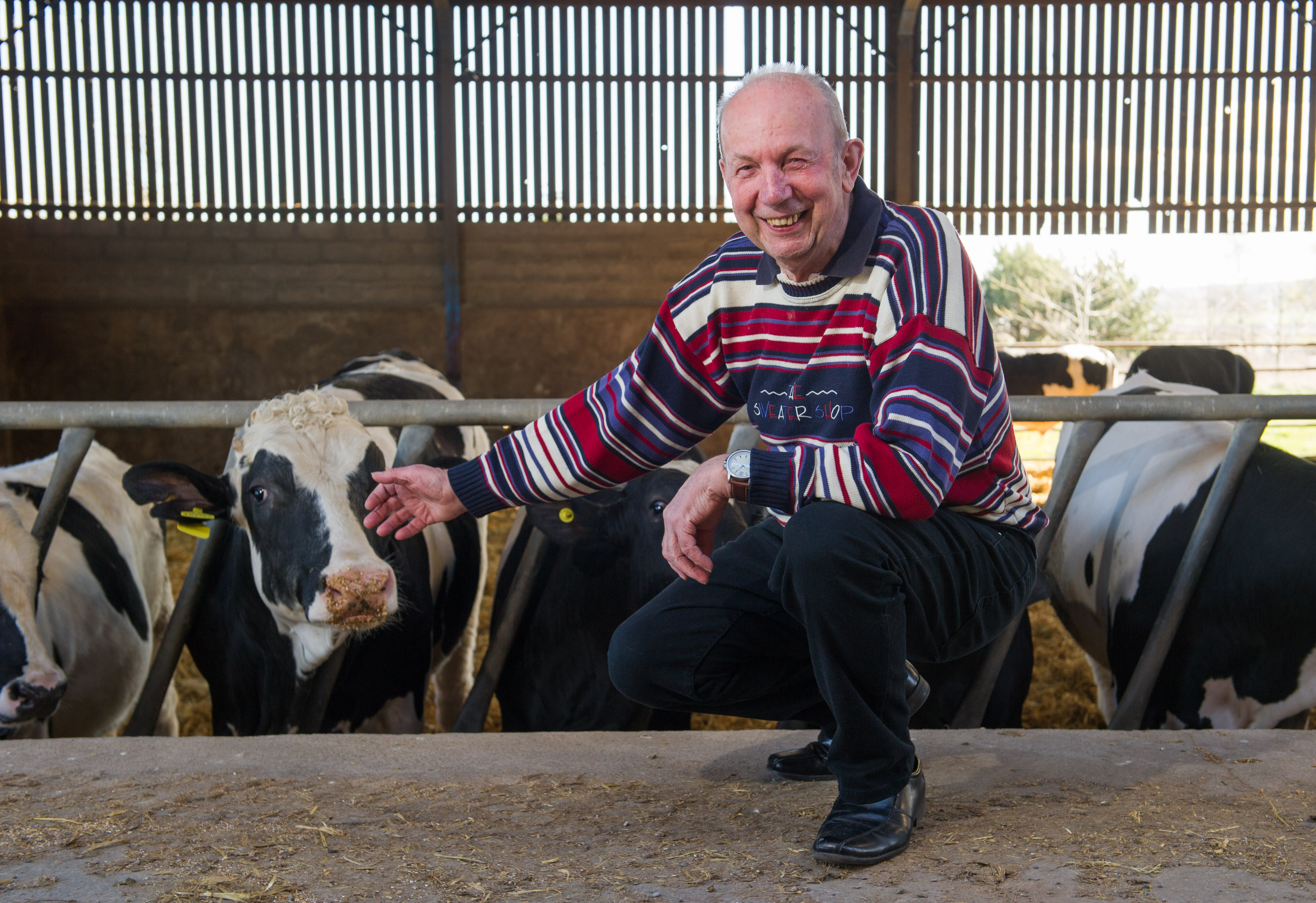 Stockman Stan Copland with his cows