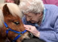 Residents at Hanover Court sheltered housing in Inverbervie were visited by therapet Shetland ponies provided by Therapy Ponies Scotland. Pictured is 92 yr old Doris Paton with Flicker.