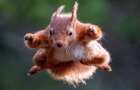 Kenny MacLeod from Nairn snapped a red squirrel in a Superman pose as it jumped through the air.