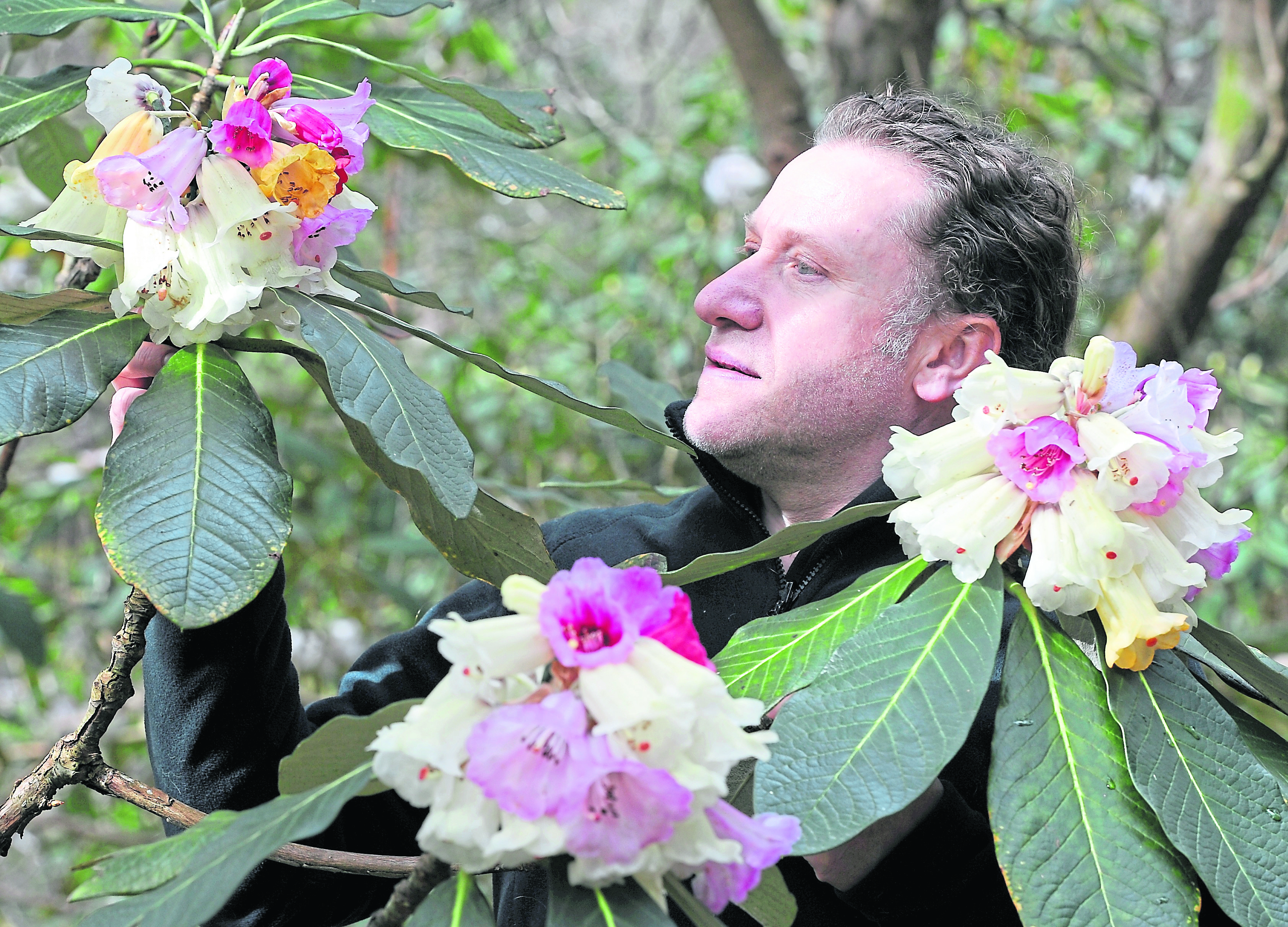 Head Gardener at Inverewe Kevin Ball with the newly flowered 'Flora Pi Lo' which has appeared for the first time this year.
