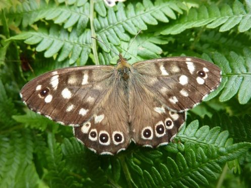 A speckled wood butterfly