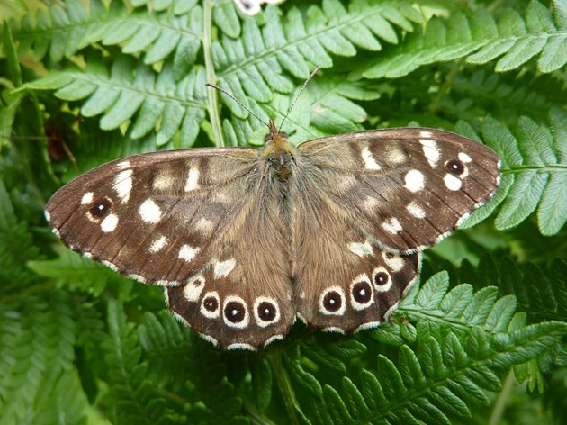 A speckled wood butterfly