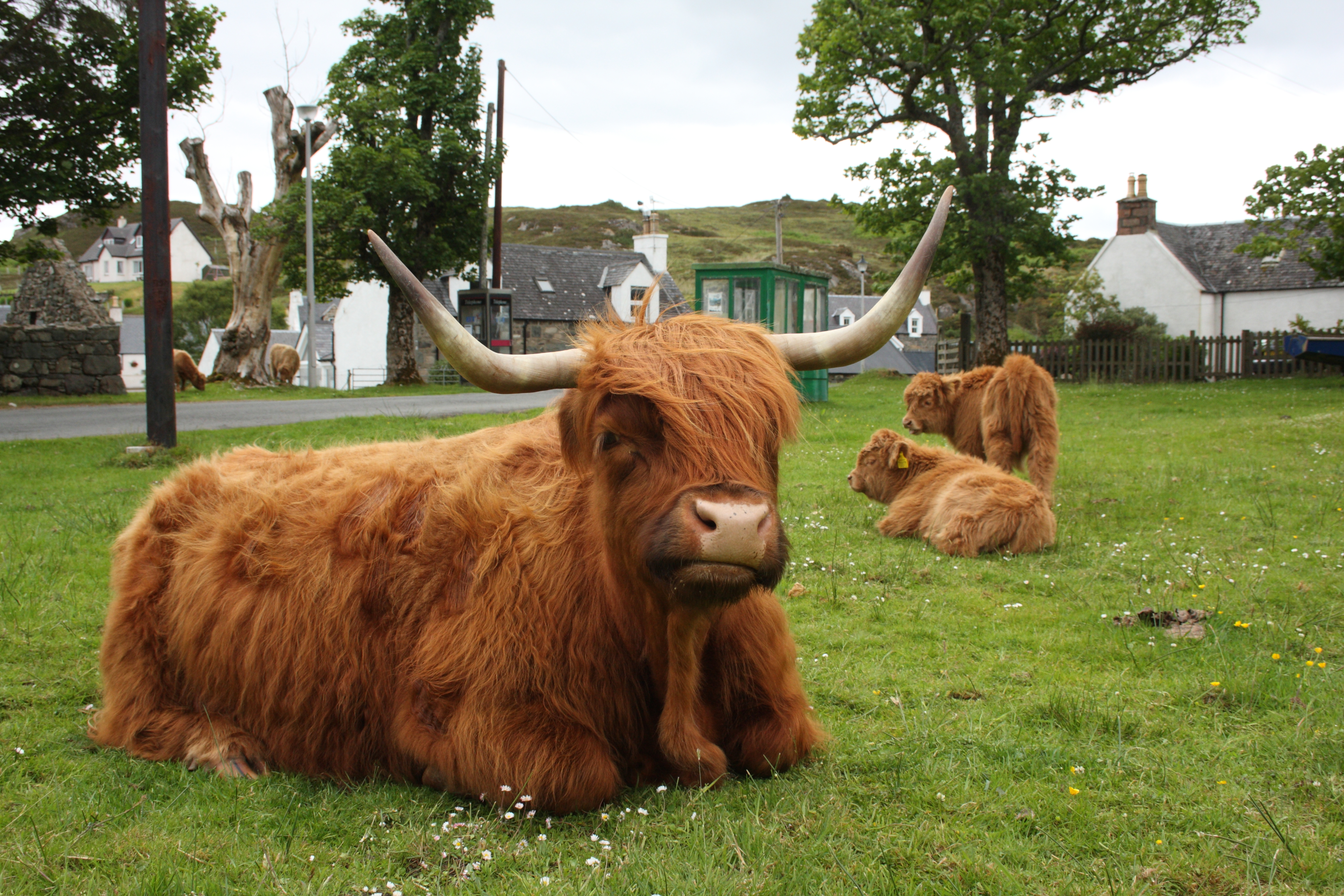 Highland cow sitting in a village field with its calves in  Plockton