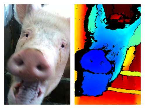 The study is based on previous SRUC findings which showed pigs can signal their intentions to other pigs using facial expressions.