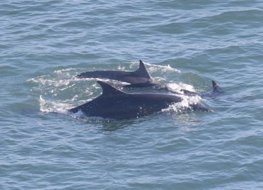The Moray Firth dolphins were spotted off Flamborough Head in Yorkshire.