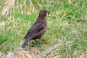 A Blackbird, the most commonly seen farmland bird species in Scotland this year, on the Game and Wildlife Conservation Trust's Scottish demonstration farm at Auchnerran, Aberdeenshire.