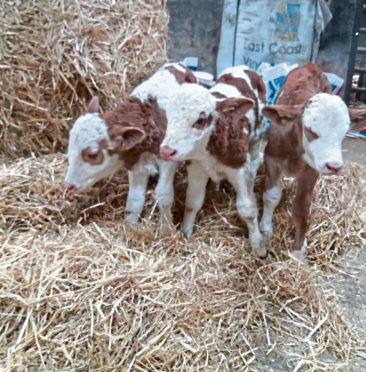 The triplet bull calves.