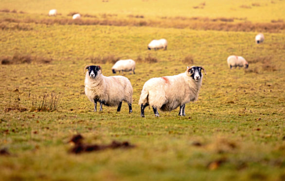 Three sheep were killed.