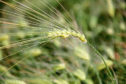 wet weather increases the risk of head diseases striking crops like barley