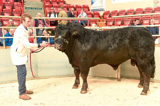 The overall champion - Limousin bull Knock Nearco
