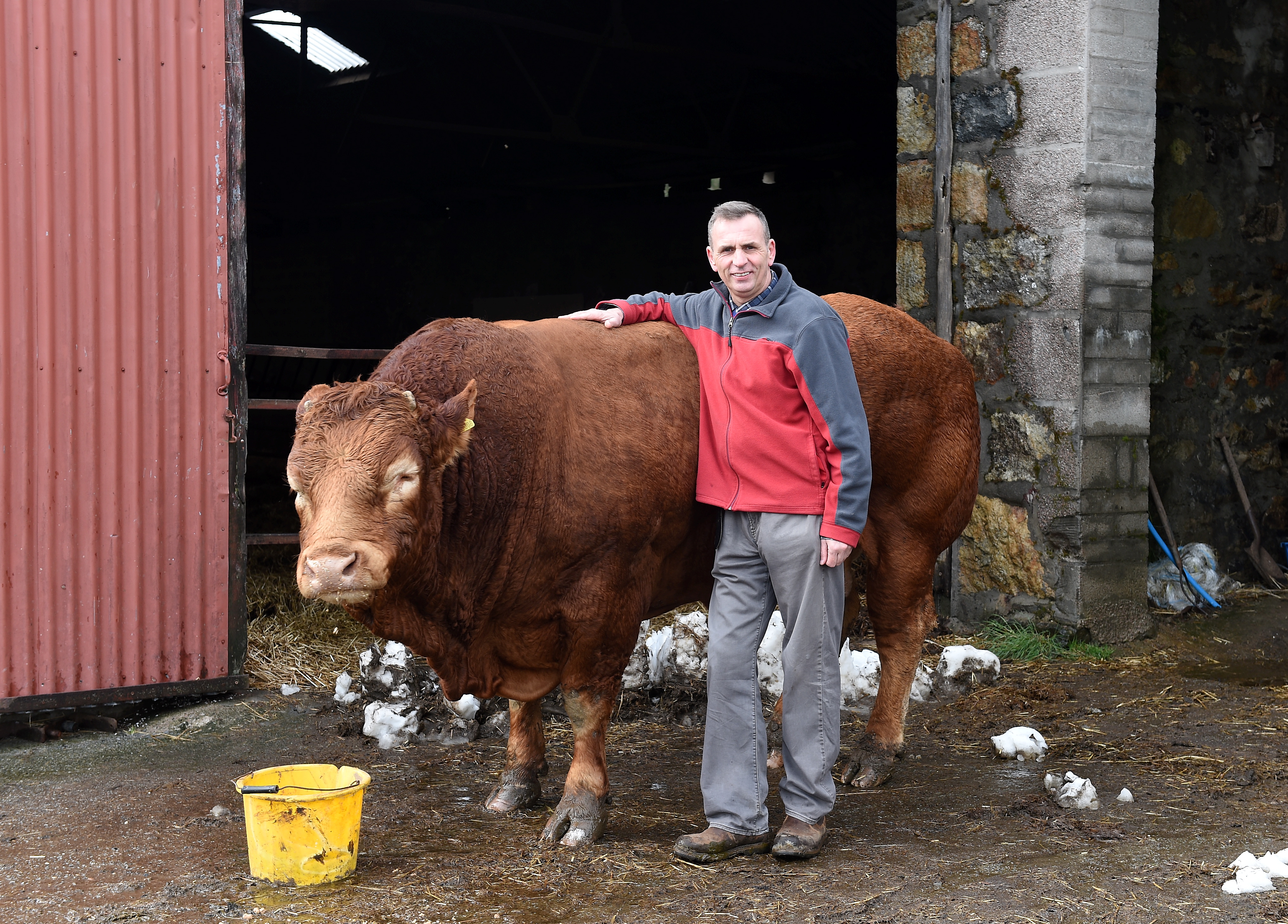 Andy Duncan with his "gentle giant" bull on his farm in Keig.
