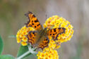 Comma butterfly in Boat of Garten, by Mike Taylor, Butterfly Conservation