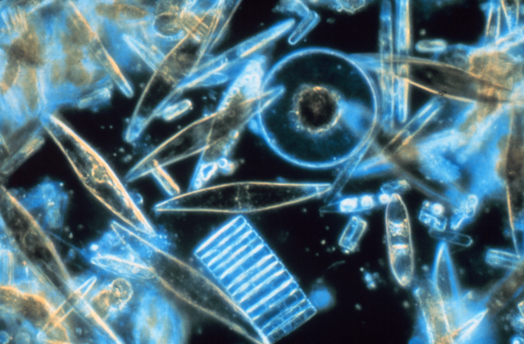 Planktom diatoms through the Macduff Marine Aquarium microscope.