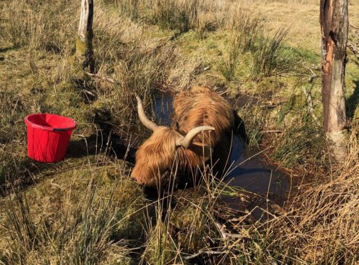 Gigha, a Highland cow that had to be rescued from a ditch, yesterday.