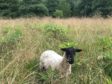The sheep will graze at a site near the River Deveron