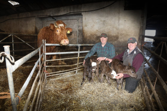 Brian Omand who farms with brother Bruce at Stembister, Toab, says the calves are healthy and their mother is rearing them successfully.