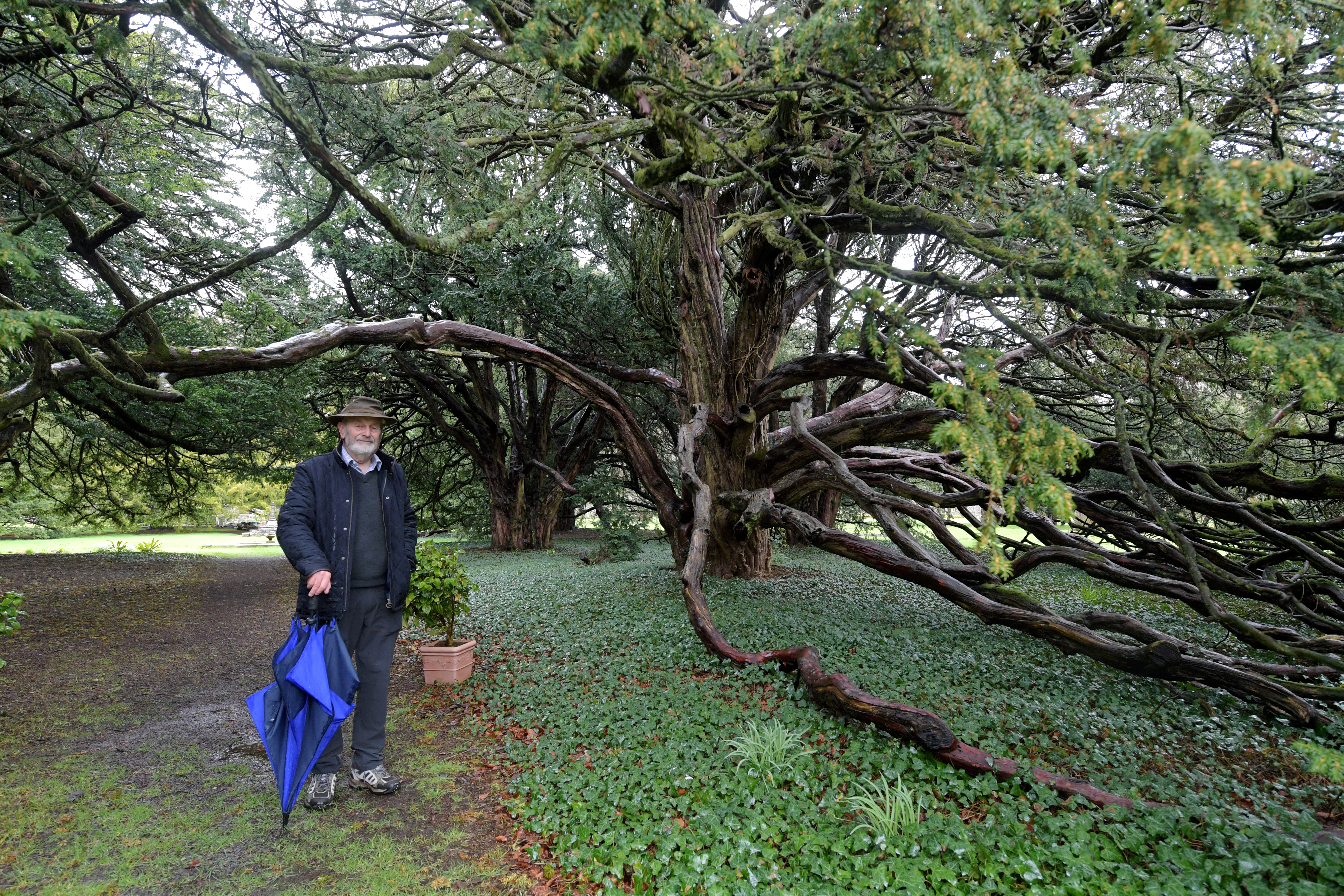 A planning application has been approved for a car park and toilets at Ellon Castle gardens. Alan Cameron is pictured beside the English Ewe trees, there are 16 trees and they are believed to be the biggest collection of English Ewe Trees in Northern Europe.