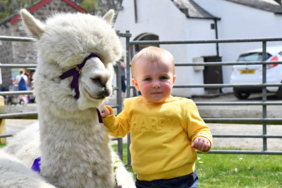 Lewis Milton, 1, from Peterhead makes friends with an alcapa from Balmedie based Highland alcapas..