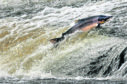 Leaping salmon in river