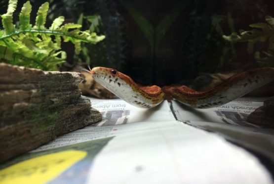 William Wallace the corn snake at Aberdeen's Scottish SPCA on North Donside Road