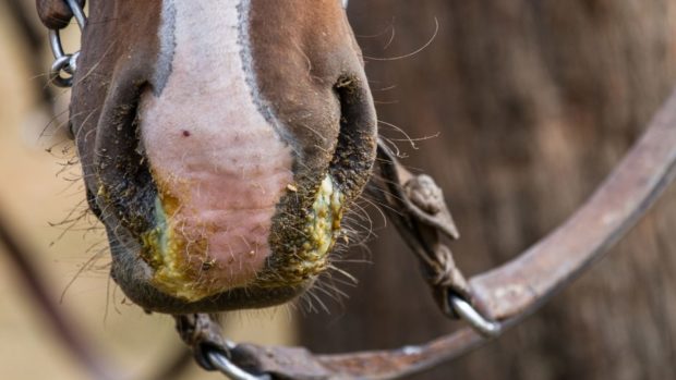Horse flu is highly contagious