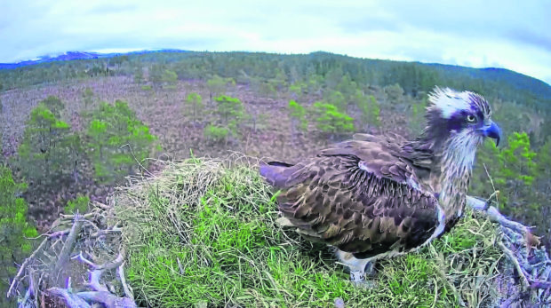 EJ the Osprey.