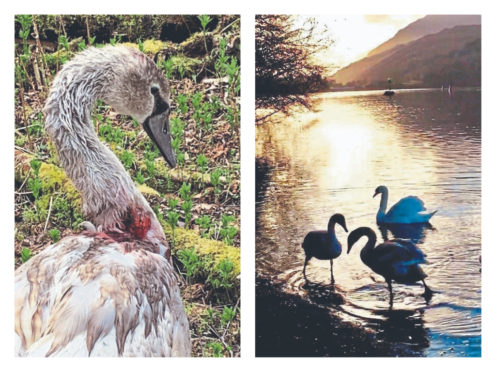 The young bird, left, was found with severe neck injuries